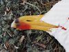 Larus armenicus