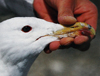 Larus armenicus
