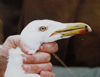 Larus armenicus