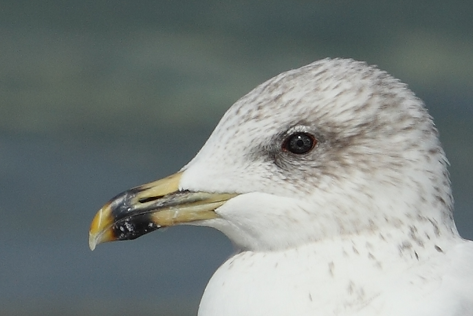 Armenian Gull AE4F6392 Maagan Michael 20.9.10