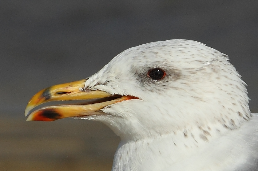 Armenian Gull AE4F6567 Maagan Michael 20.9.10