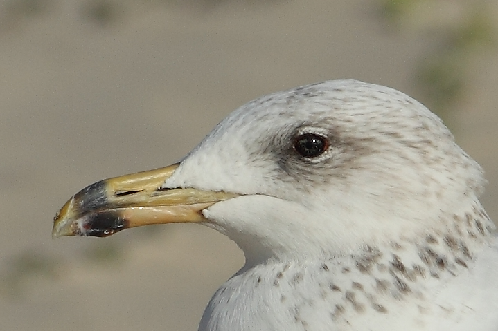 Armenian Gull AE4F6617 Maagan Michael 20.9.10