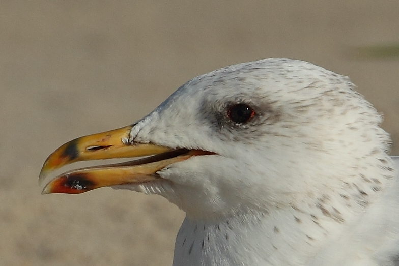 Armenian Gull AE4F6656 Maagan Michael 20.9.10