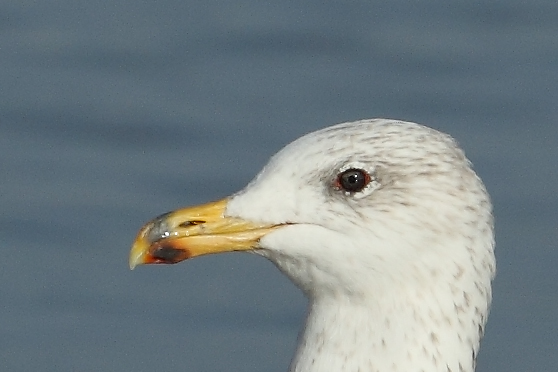Armenian Gull AE4F7895-1 Maagan Michael 15.10.10