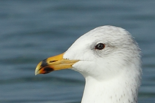 Armenian Gull AE4F8077-1 Maagan Michael 15.10.10