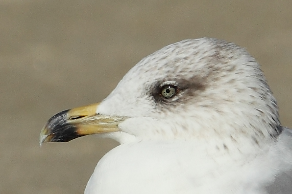 Armenian Gull AE4F8139-1 Maagan Michael 15.10.10