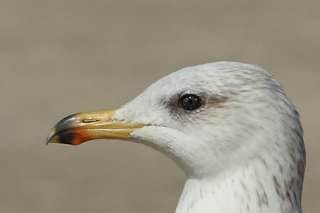 Armenian Gull AE4F8249-1 Maagan Michael 15.10.10