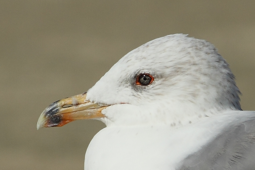 Armenian Gull AE4F8260-1 Maagan Michael 15.10.10