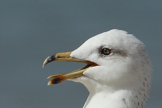 Armenian Gull AE4F8357-1 Maagan Michael 15.10.10