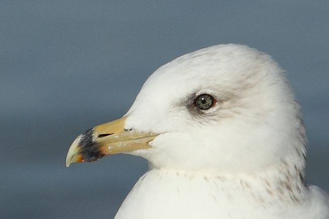 Armenian Gull Ad. AE4F7922-1 Maagan Michael 15.10.10