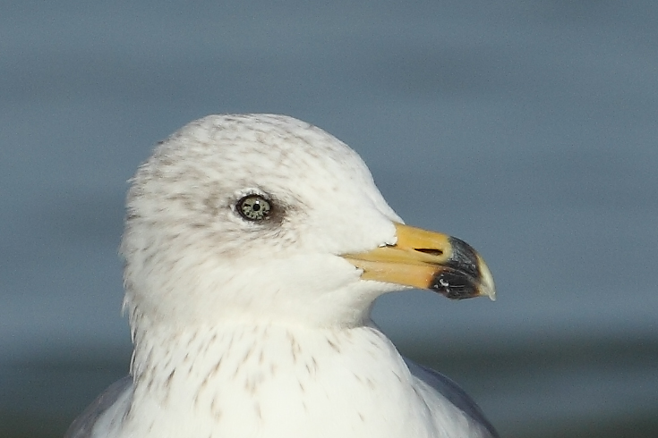 Armenian Gull Ad. AE4F7923-1 Maagan Michael 15.10.10