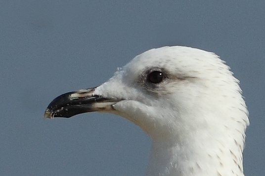 Armenian Gull Sub Ad. AE4F6339 Maagan Michael 20.9.10