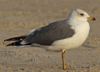 Larus armenicus