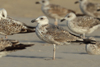 Larus armenicus