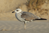Larus armenicus