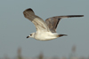 Larus armenicus