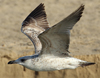 Larus armenicus