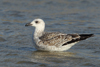 Larus armenicus