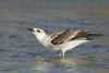 Larus armenicus