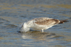 Larus armenicus