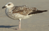 Larus armenicus
