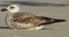 Larus armenicus