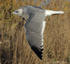 Larus armenicus