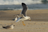 Larus armenicus