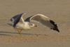 Larus armenicus