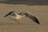 Larus armenicus