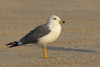 Larus armenicus