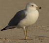 Larus armenicus