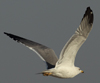 Larus armenicus
