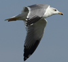 Larus armenicus