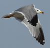 Larus armenicus