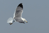 Larus armenicus