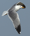 Larus armenicus