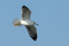 Larus armenicus