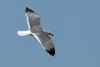Larus armenicus