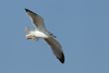 Larus armenicus