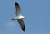 Larus armenicus