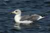 Larus armenicus