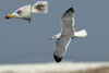 Larus armenicus