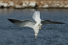 Larus armenicus