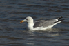 Larus armenicus