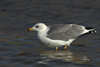 Larus armenicus