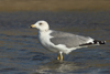 Larus armenicus