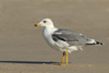 Larus armenicus