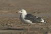 Larus armenicus