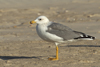Larus armenicus